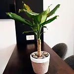 Apartmán Tonci