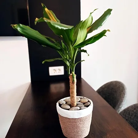 Apartment Tonci